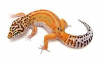 gecko 1